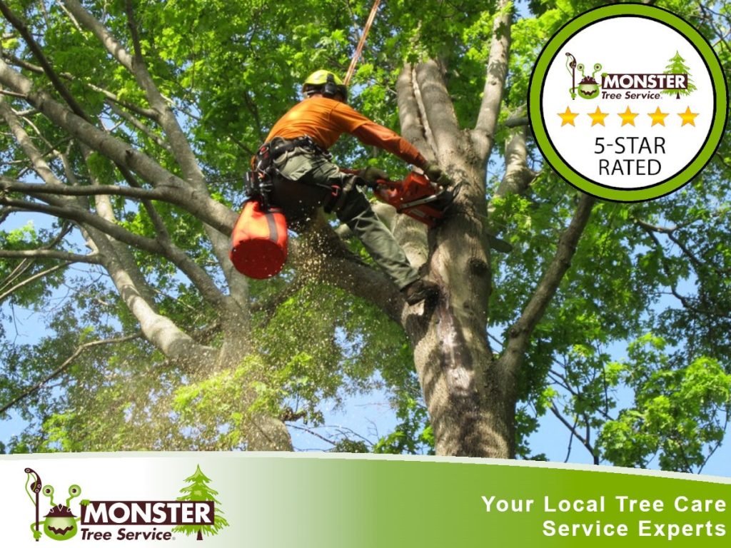 Tree Root Appraisal: Understanding the Underground Giants