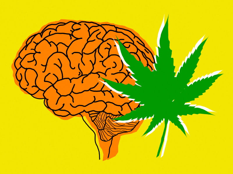 Inside the Brain: What Science Reveals About Long-Term Cannabis Use