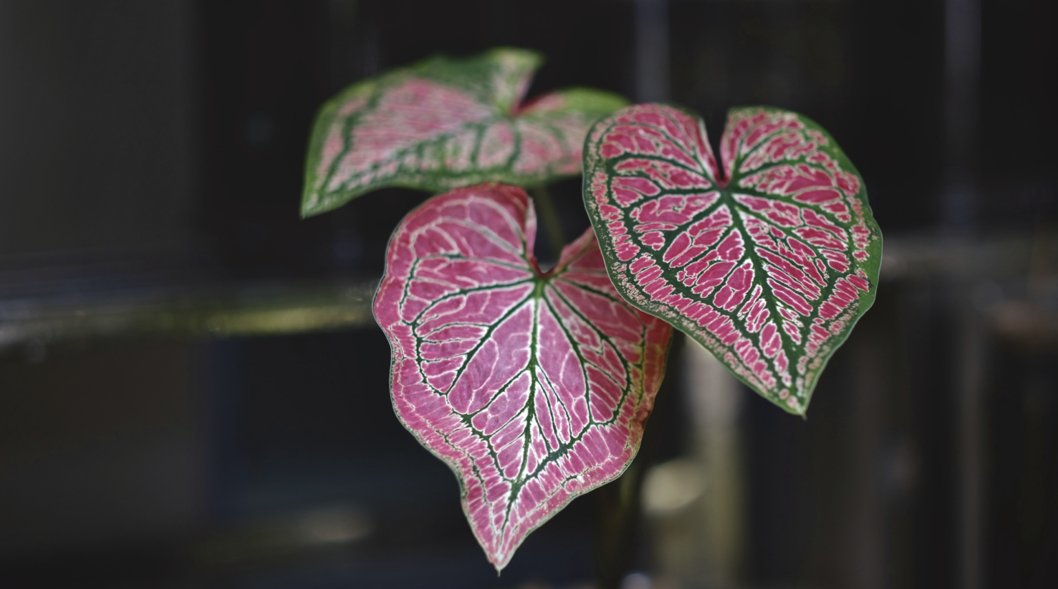 5 Reasons Spring Fling Caladium Deserves a Spot in Your Yard